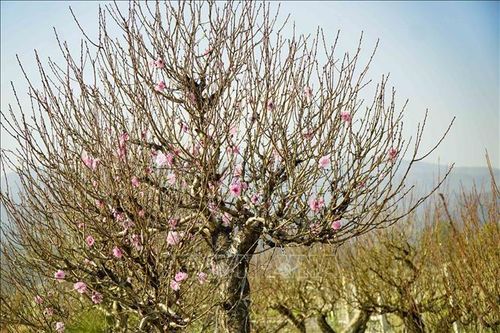 Đào, quất vùng lòng chảo Điện Biên rộn ràng vào Tết