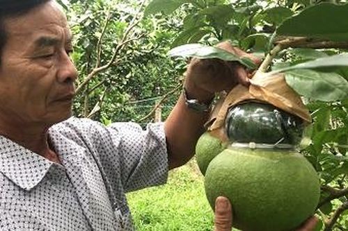 Trái cây độc, lạ tại miền Tây hút khách trước Tết nguyên Đán