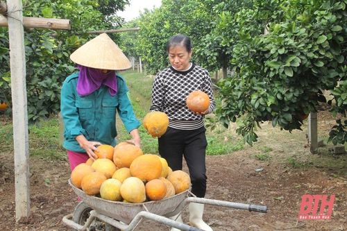 Vùng cây ăn quả vào vụ tết