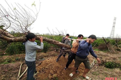 Nông dân Thanh Hóa chuẩn bị xuất bán cây cảnh vụ cuối năm