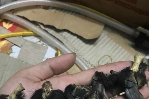 Sử dụng các sản phẩm từ thú quý hiếm: Tác dụng có như lời đồn?