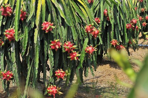 Thanh long ở vườn 2.000 đồng/kg, tại chợ tới 50.000 đồng/kg