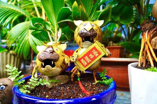 Chi tiền triệu mua bonsai hình hổ ở TP.HCM