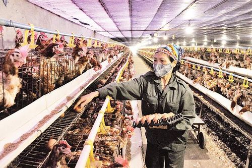 Bảo đảm nguồn cung sản phẩm chăn nuôi dịp Tết