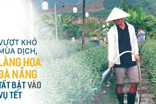 Vượt khó mùa dịch, làng hoa Đà Nẵng tất bật vào vụ tết