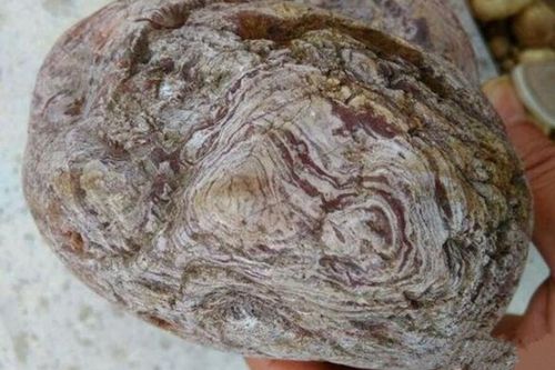 Đem khúc gỗ mục về nhà, người nông dân choáng váng phát hiện kho báu