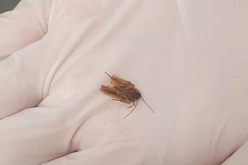 Người đàn ông làm khô tai bằng máy sấy, vô tình 'nướng chín' con gián mắc kẹt trong tai