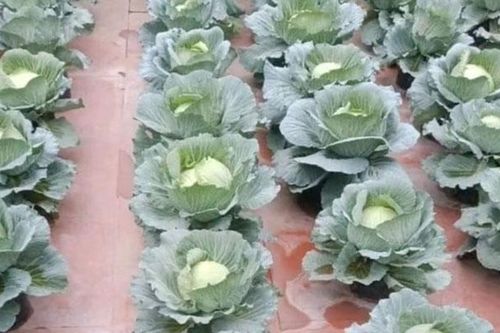 Nhà chỉ có cái sân gạch mà vẫn trồng được vườn rau xanh mướt, bí kíp của cô gái khiến dân mạng 'nhao nhao' thích thú