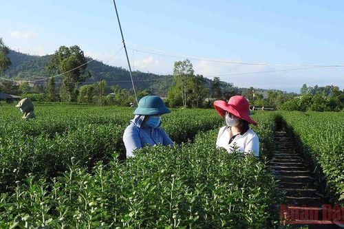 Tạo lực đẩy cho nông dân Đà Nẵng sản xuất, tiêu thụ hoa Tết