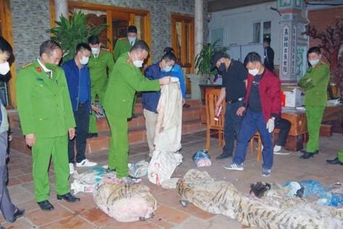 Bắt quả tang chủ tịch xã giết mổ hổ để nấu cao