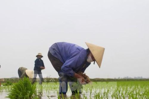 Cận Tết, nông dân xuống ruộng cấy thuê kiếm nửa triệu mỗi ngày