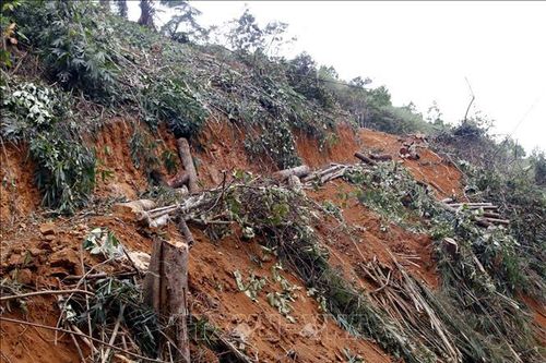 Thái Nguyên: Xử lý kịp thời vụ khai thác rừng phòng hộ trái phép ở Định Hóa