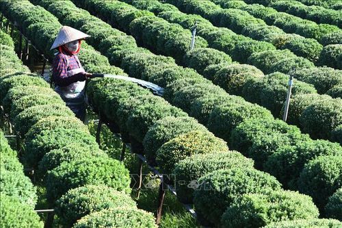 Cúc mâm xôi ở làng hoa Sa Đéc hút khách