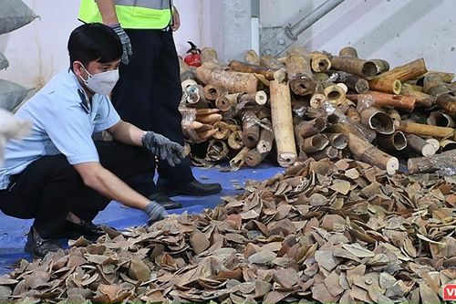 Đà Nẵng bắt lô hàng lậu gần 6,7 tấn ngà voi, vảy tê tê ở cảng Tiên Sa