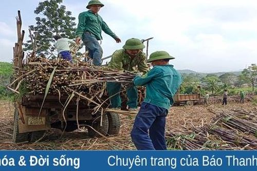 Nông dân Thạch Thành thu hoạch mía nguyên liệu