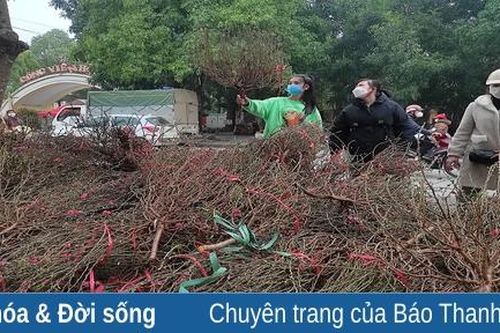 Cành đào mi ni hút khách