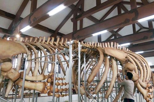 Huyện đảo Lý Sơn: Phục dựng hai bộ xương cá ông hơn 250 năm tuổi