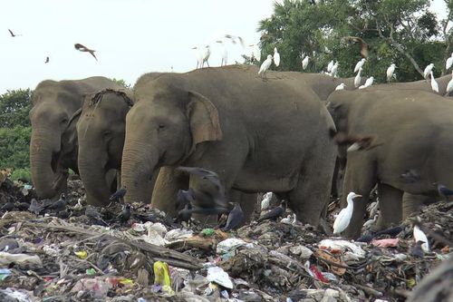 Voi chết vì ăn phải rác thải nhựa ở Sri Lanka
