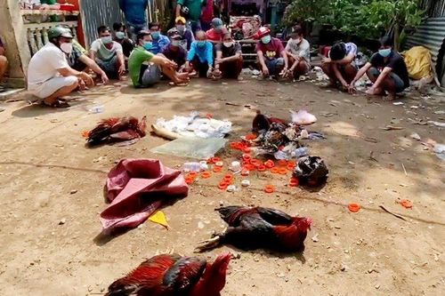 Phá sới gà giữa trung tâm TP Long Xuyên