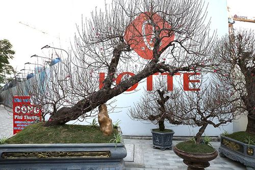 Những gốc đào 'khủng' giá hơn 100 triệu xuống phố đón Tết Nhâm Dần