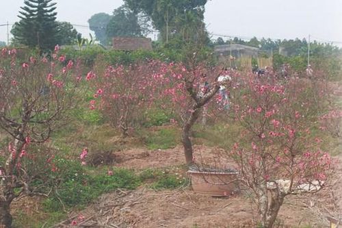 Đợi Tết
