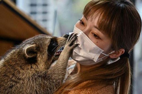 Hàn Quốc dẹp cà phê gấu