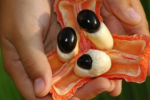 Giật mình đất nước duy nhất lấy quả 'tử thần' làm quốc thực
