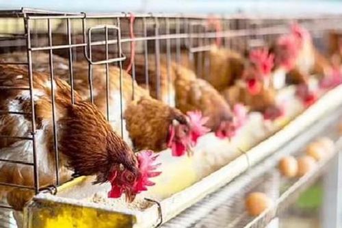 Chế tạo lòng trắng trứng từ nấm, tương lai không cần nuôi gà mái đẻ?