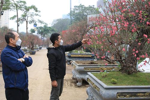 Hoa, cây cảnh khoe sắc phục vụ người dân dịp Tết Nguyên đán 2022
