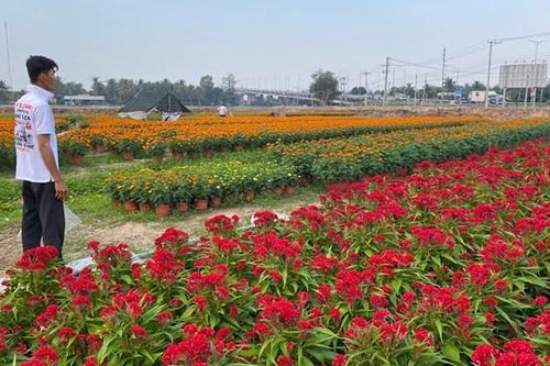 Ngắm cánh đồng hoa tết rực rỡ trong lòng TP Bến Tre