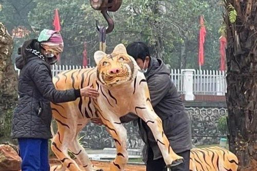 Đàn hổ 'gầy nhom, tiều tụy' được mang đi chỉnh sửa