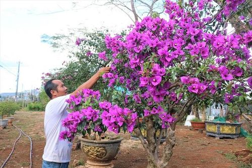 Gia Lai: Nghề trồng hoa ngũ sắc hút khách dịp Tết