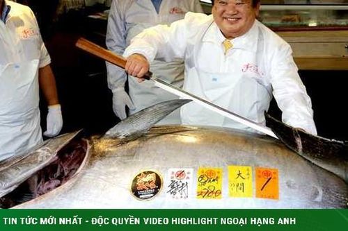 Loài cá vài triệu đồng một miếng, mỗi năm lập kỉ lục triệu đô