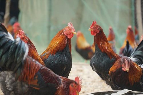 Gà 'thái giám' nhà giàu lùng mua biếu Tết đắt cỡ nào?