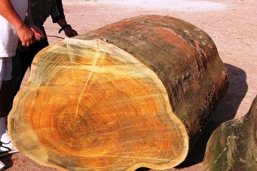 Lạ đời loại cây thu về 9.000 tỷ, không ai dám trồng