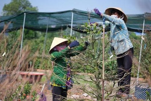 Sức mua mai Tết giảm, nhà vườn TPHCM vặt lá trong đìu hiu