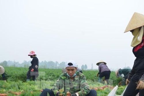Rộn ràng mùa thu hoạch cà rốt trên bãi bồi rộng 800ha ở Bắc Ninh