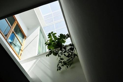 Ngôi nhà lồng đèn trong hẻm, không gian sống bao bọc bởi thiên nhiên và ánh sáng