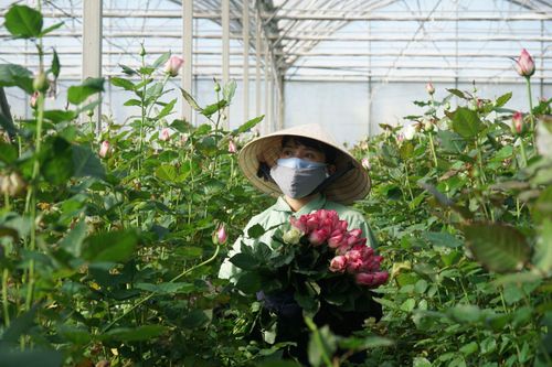 Các trang trại hoa lớn nhất Đà Lạt nhộn nhịp 'đón' Tết