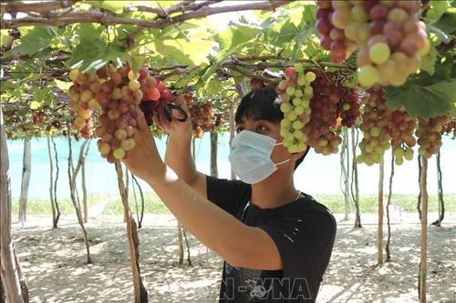 Nho Ninh Thuận vụ Tết được giá