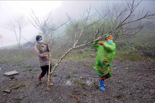 Thị trường ảm đạm, người trồng đào ở Sơn La lo lắng