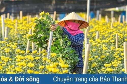 Hoa tết Đông Cương được mùa, được giá