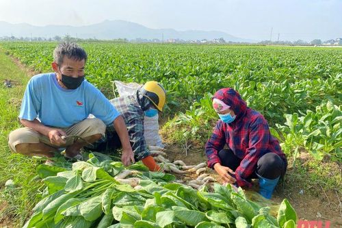 Thanh Hóa thu hoạch được khoảng 36.000 ha cây trồng vụ đông
