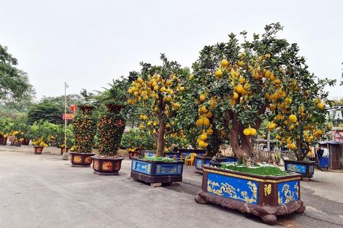 Hải Phòng: Tổ chức 18 điểm chợ hoa Xuân năm 2022 trong dịp Tết