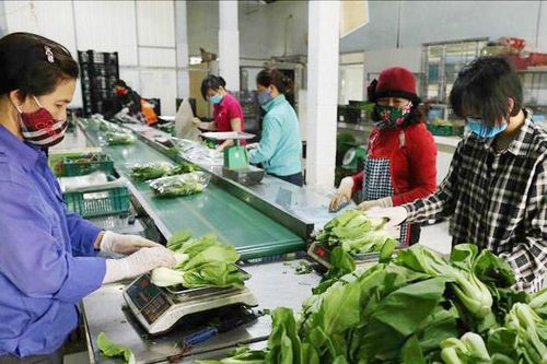 Vụ rau Tết hứa hẹn bội thu