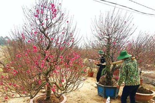 Thu nhập khá nhờ trồng đào cho thuê