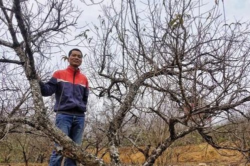 Kỳ nhân đưa đào Nhật Tân thượng sơn