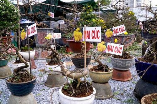 Hoa mai cúc bắt mắt, bưởi Diễn căng mọng, trĩu quả 'đổ bộ' Sài Gòn