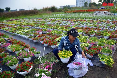 Sắc màu hoa Tết ngập tràn các nhà vườn ở TP Hồ Chí Minh