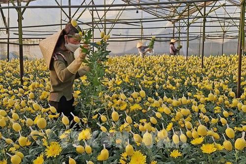 Chưa vào cao điểm vụ Tết giá hoa cúc Đà Lạt đã bắt đầu tăng